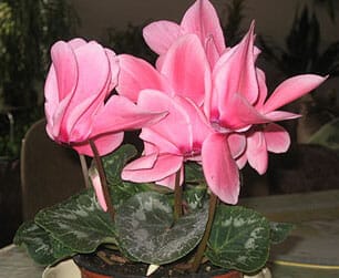 Ciklama