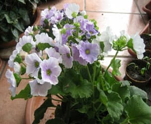 Primula