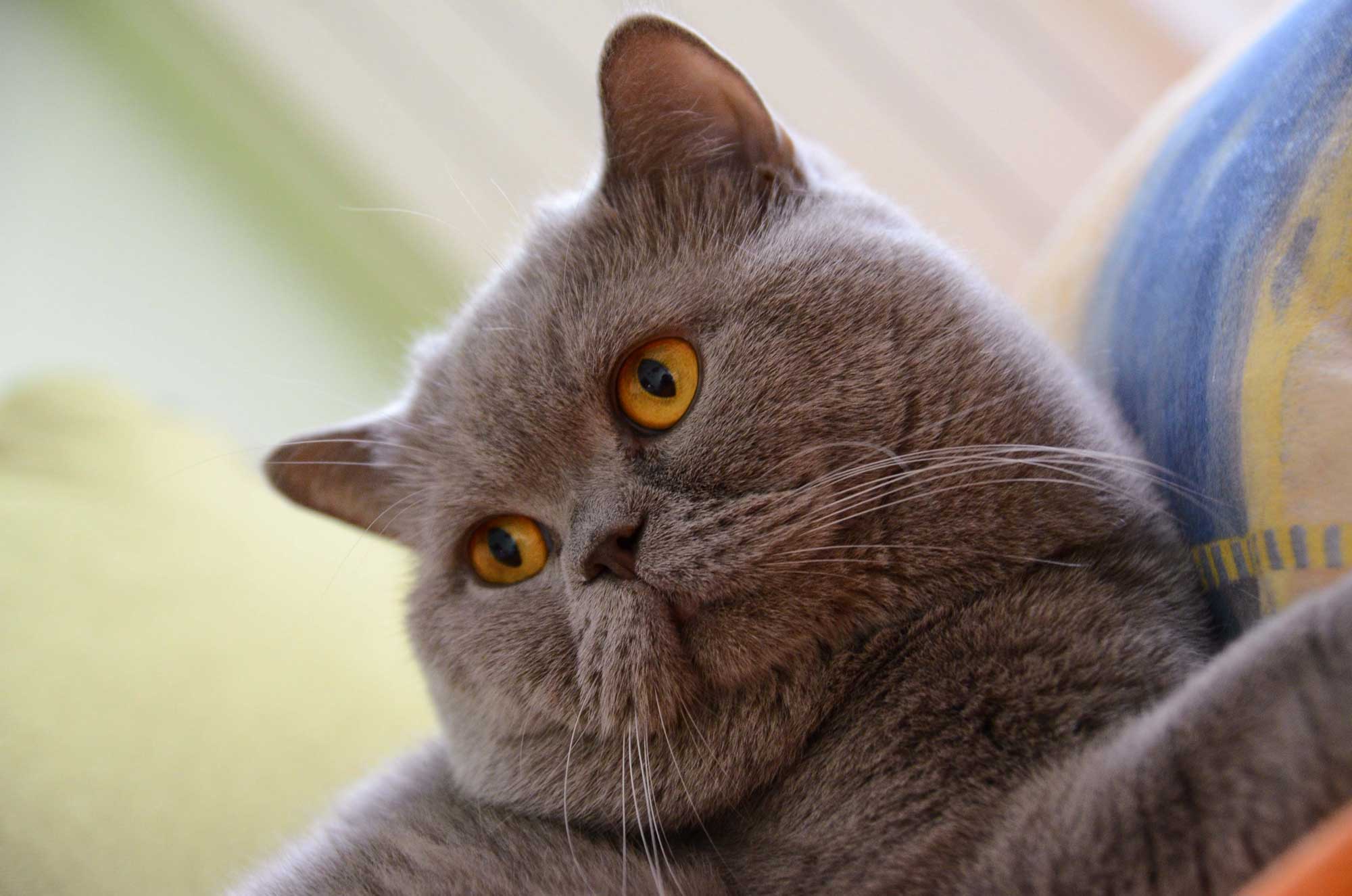 Stari mužjak Britanske kratkodlake mačke