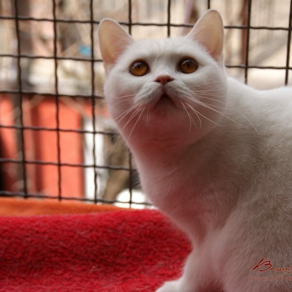 Britanska kratkodlaka mačka bjela Avalanche