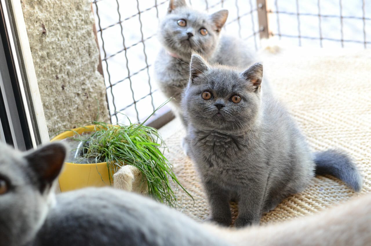 Feature image Mačići britanske kratkodlake mačke u igri