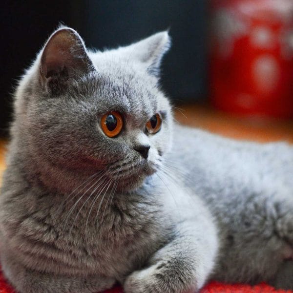 Trinity Beauty of Freya