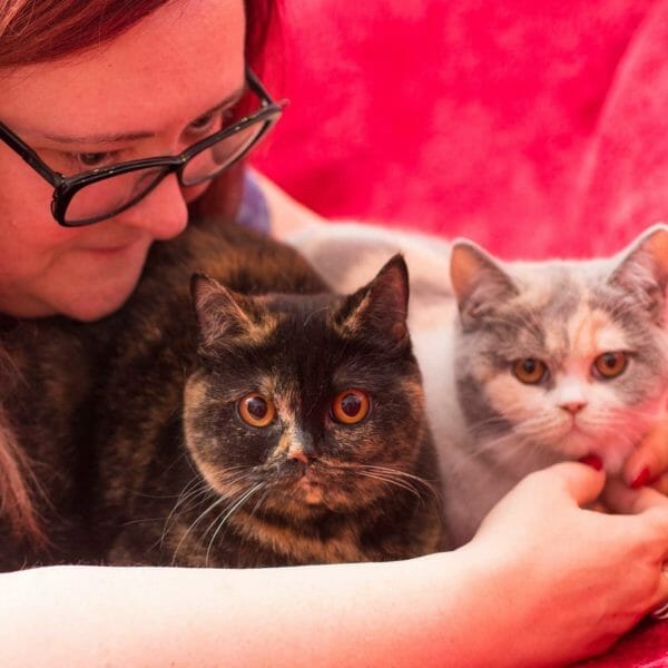 Britanke nisu mačak u vreći 2