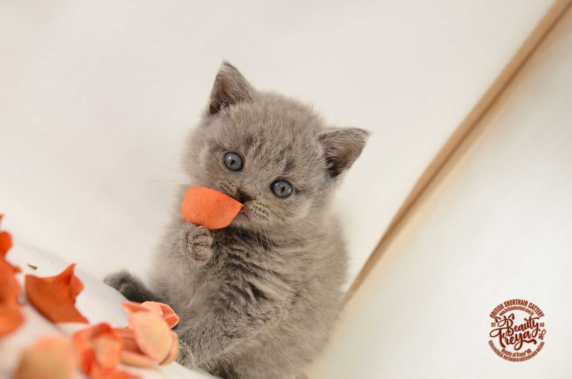 Mačić britanske kratkodlake mačke igra se sa laticom cvijeta