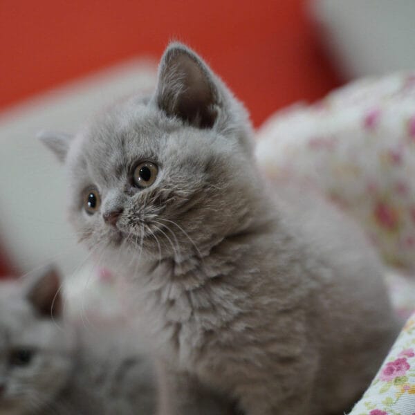 Mačići britanske kratkodlake mačake spreman za igru