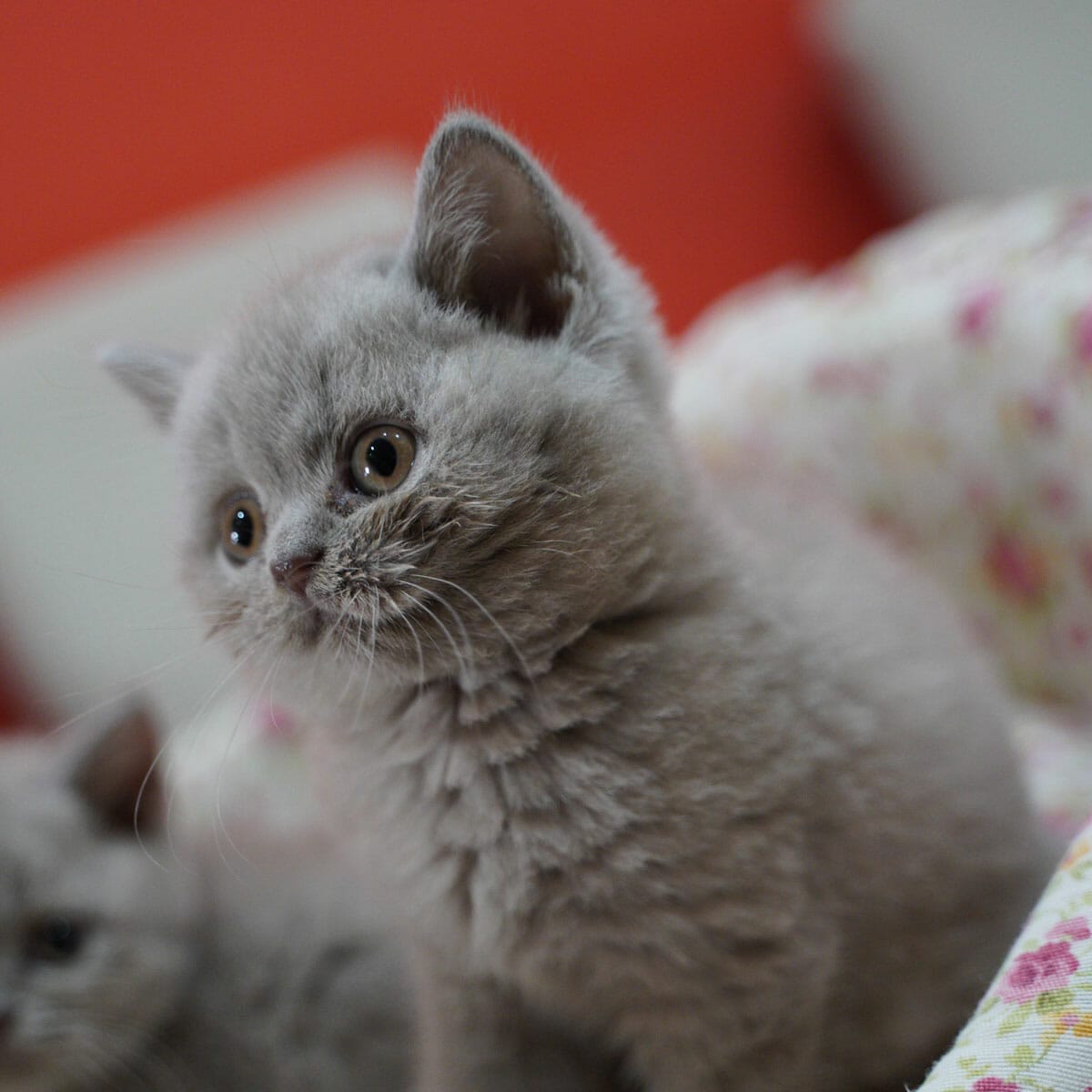 Feature image Mačići britanske kratkodlake mačake spreman za igru