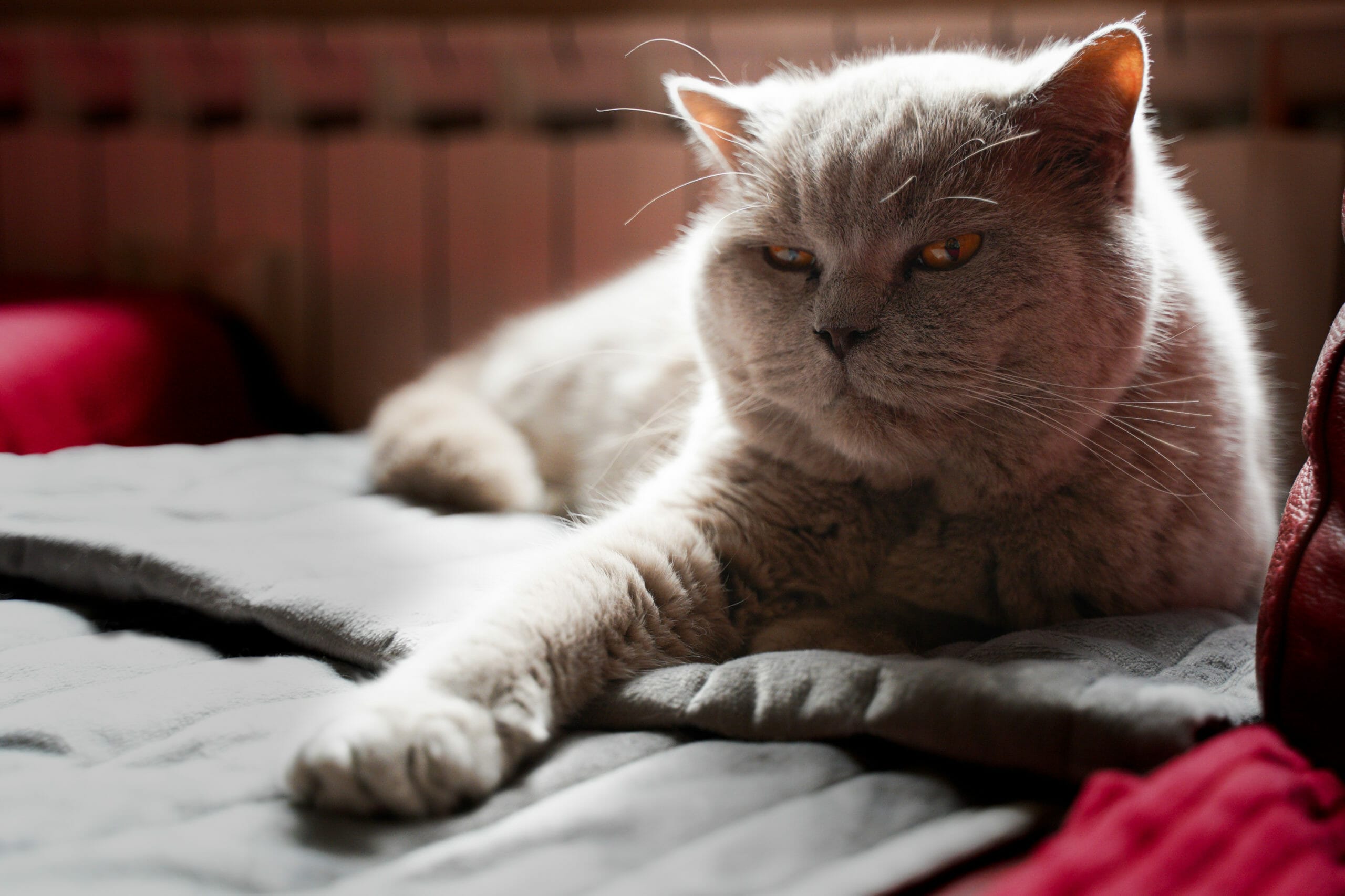 Oziris uzgajivačnica Beauty of Freya