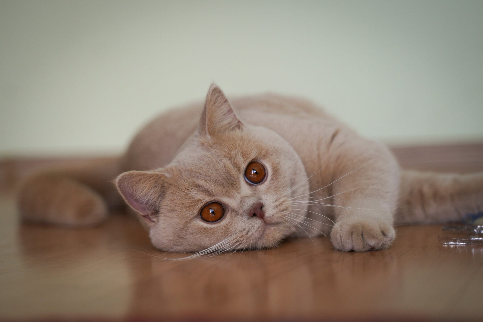 Puffy Beauty of Freya cattery