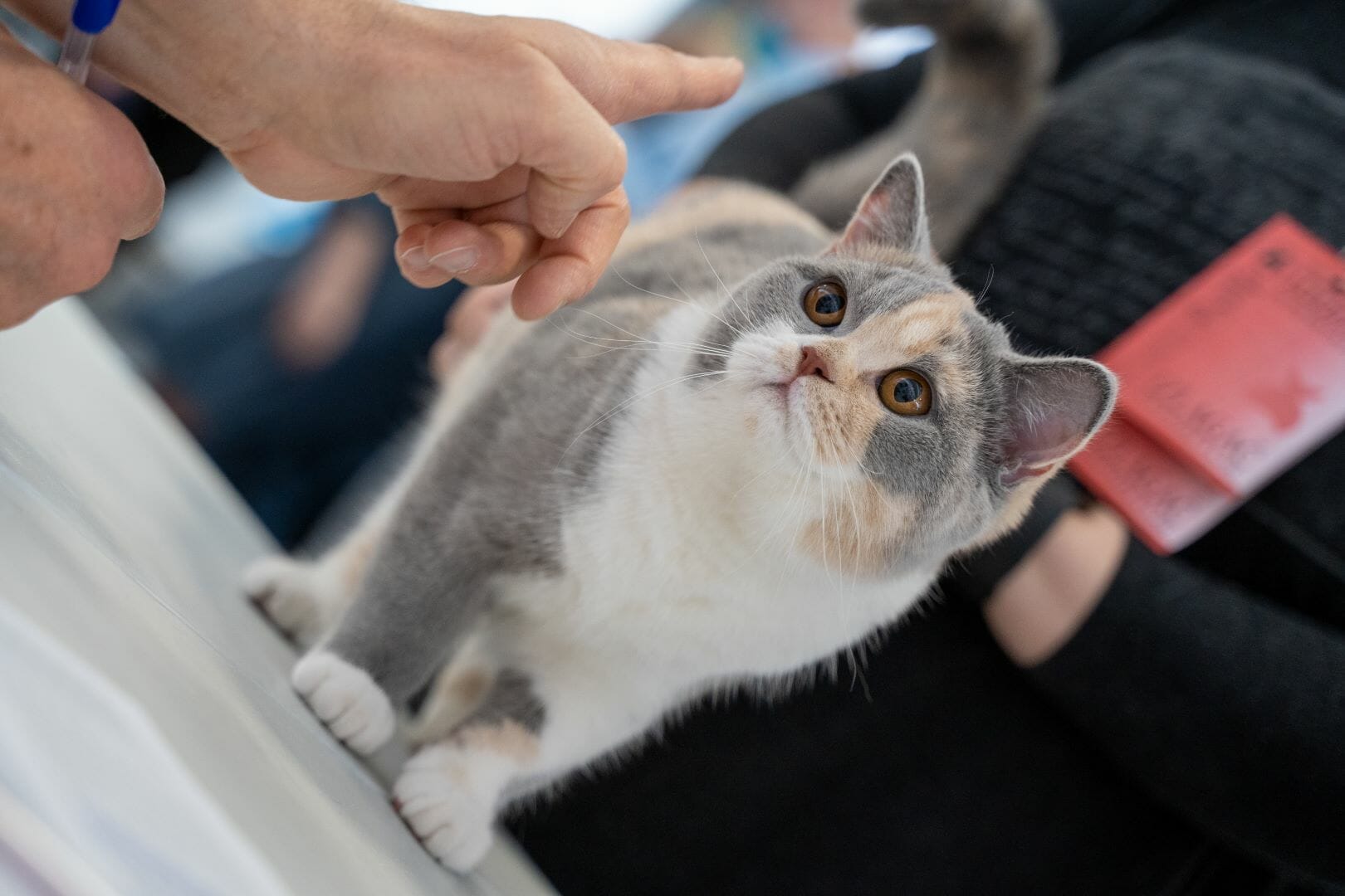 Mačka na izložbi. Sve niformacije o mačkama.