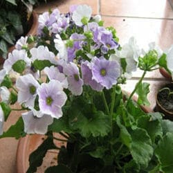 Primula