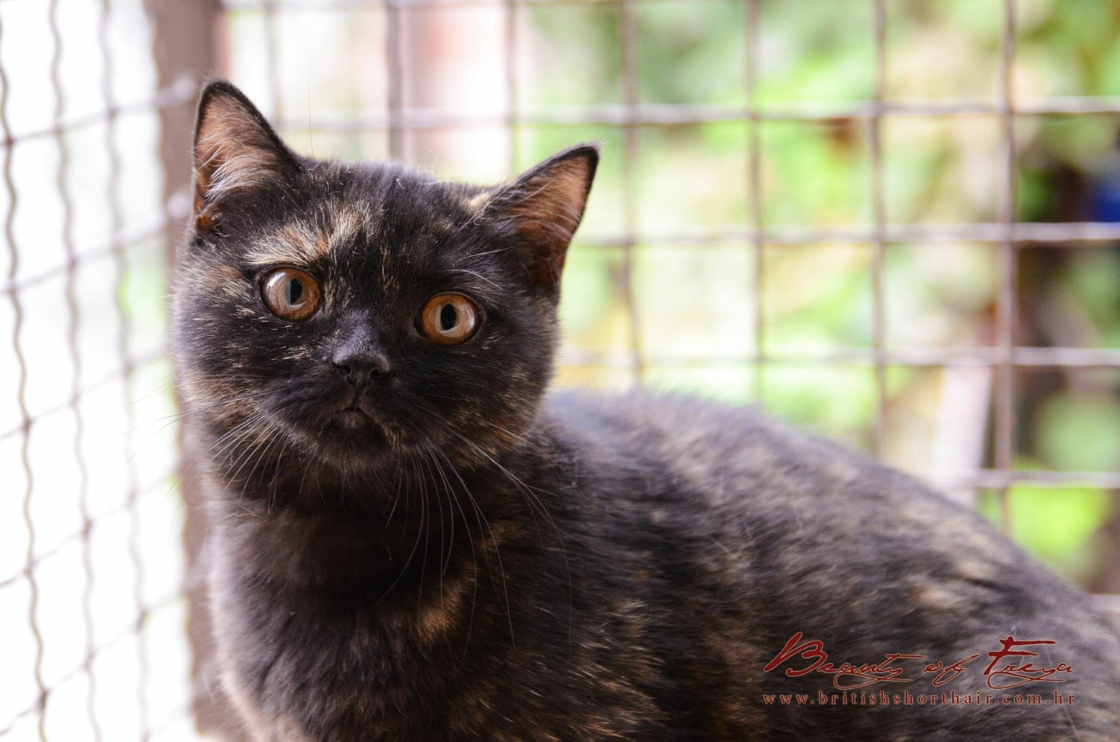 Ženka britanske kratkodlake mačke Renesmee_5