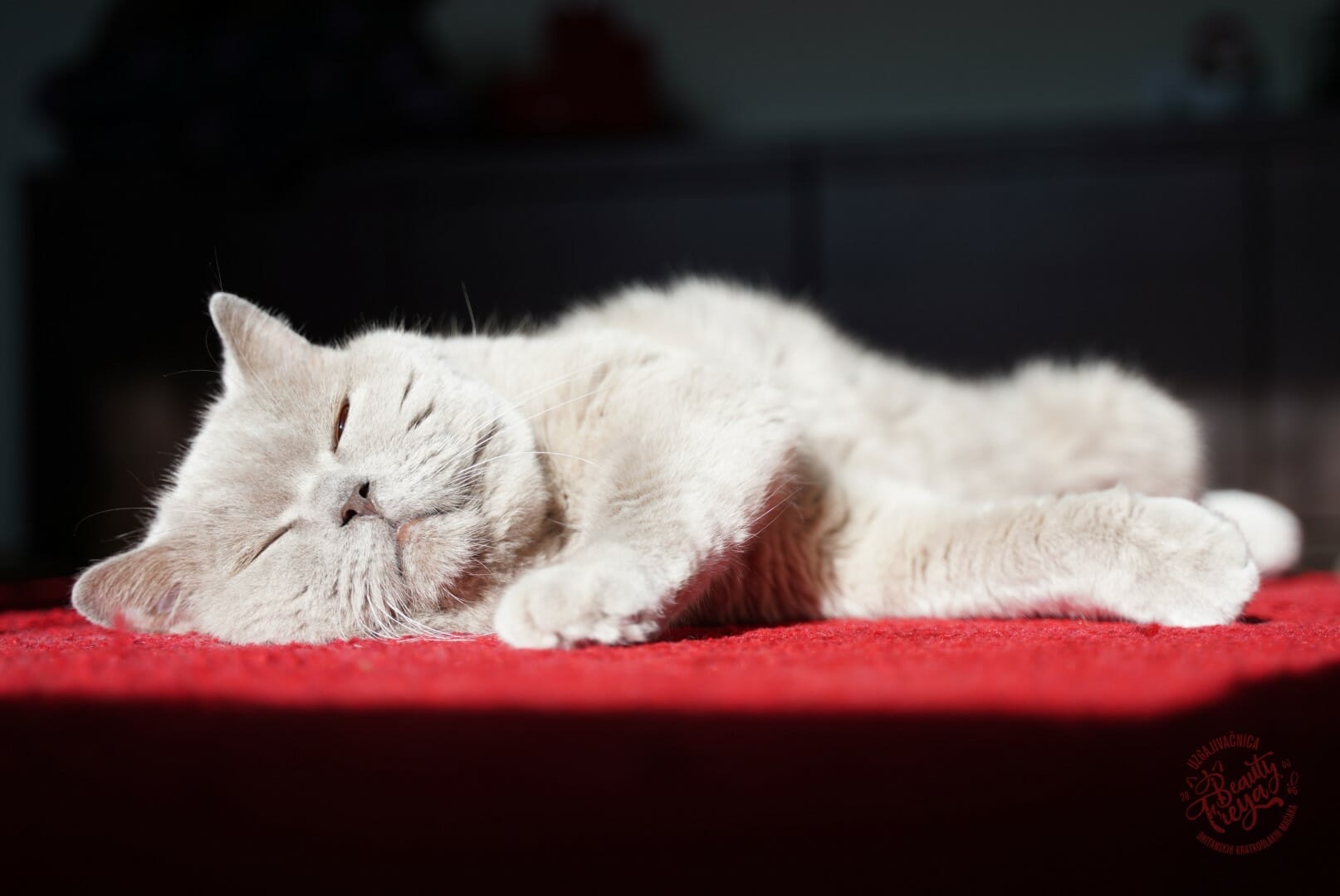 Mužjak britanske mačke koji spava