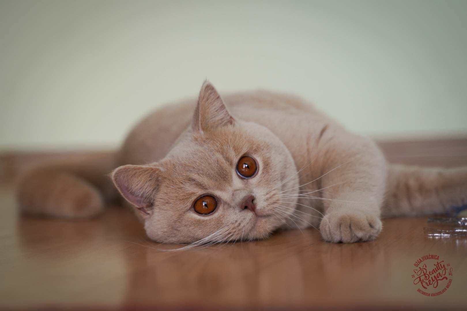 Feature image Mužjak britanske mačke koji leži i zadovoljno prede