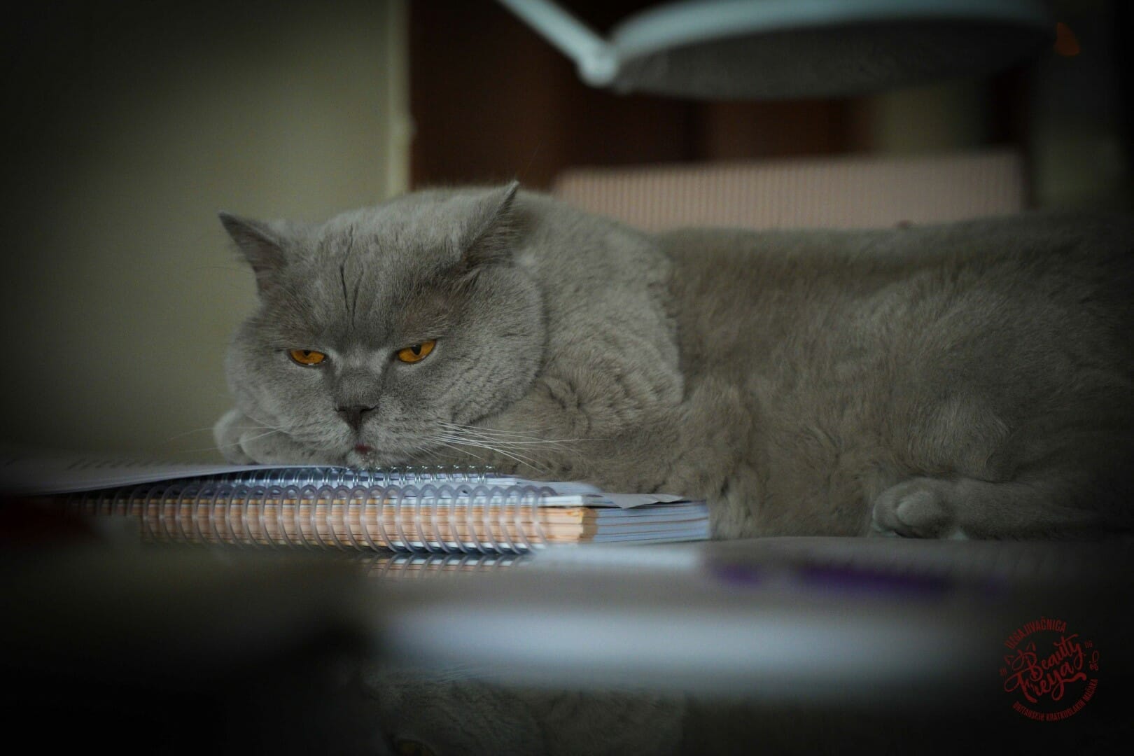 Britanska kratkodlaka mačka spava na knjigama
