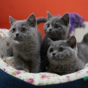 Mačići britanskih kratkodlakih mačaka