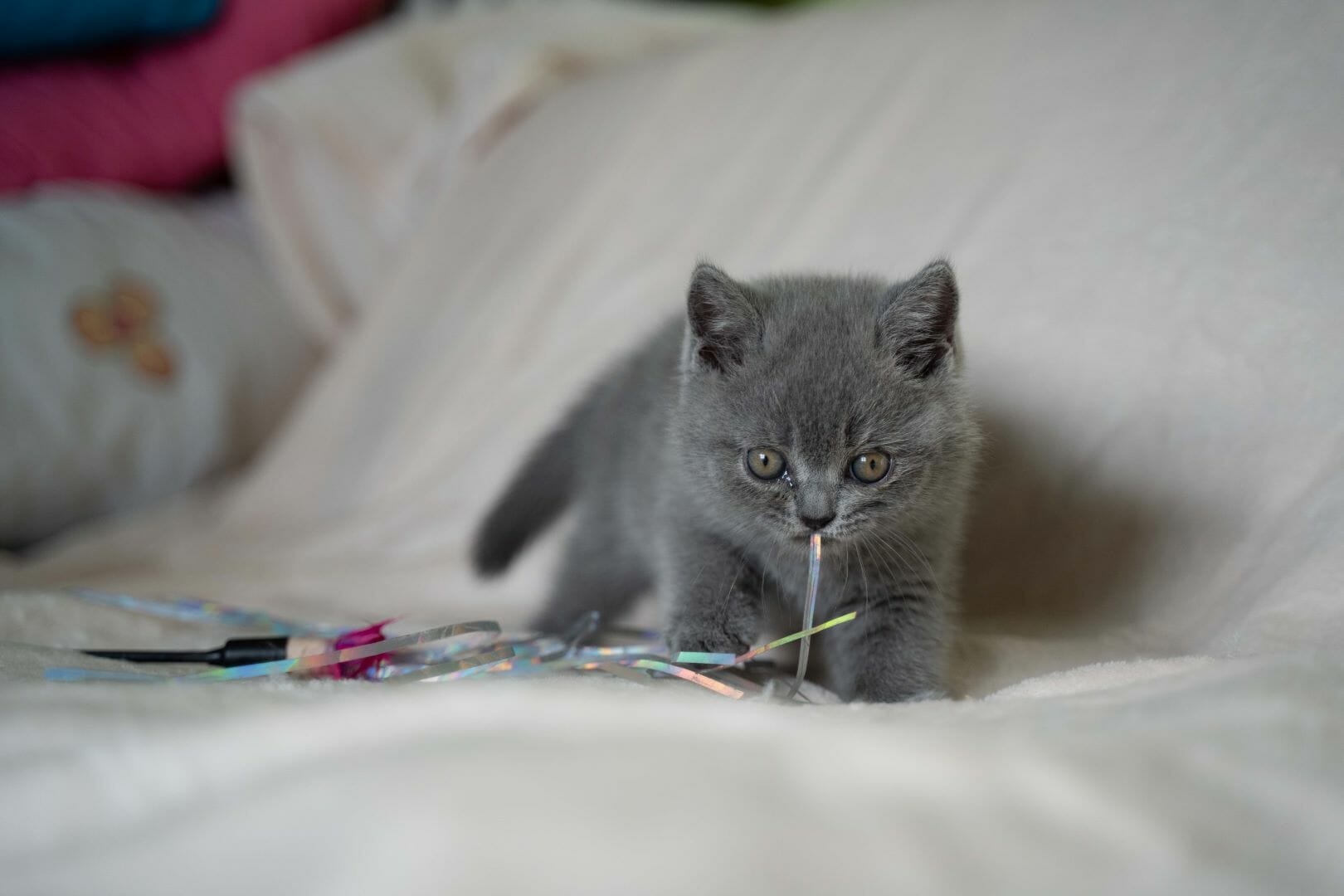 Feature image Koliko mačke žive