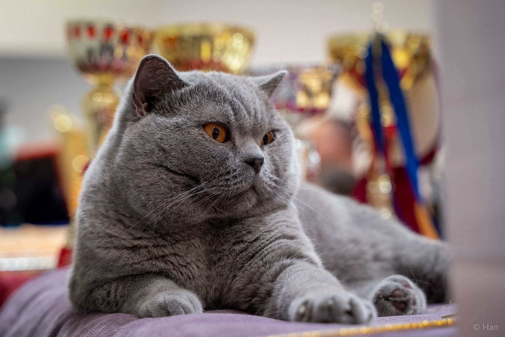 Mužjak britanske kratkodlake mačke na izložbi