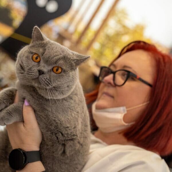 Uzgajivač mačaka na izložbi prezentira svoju mačku