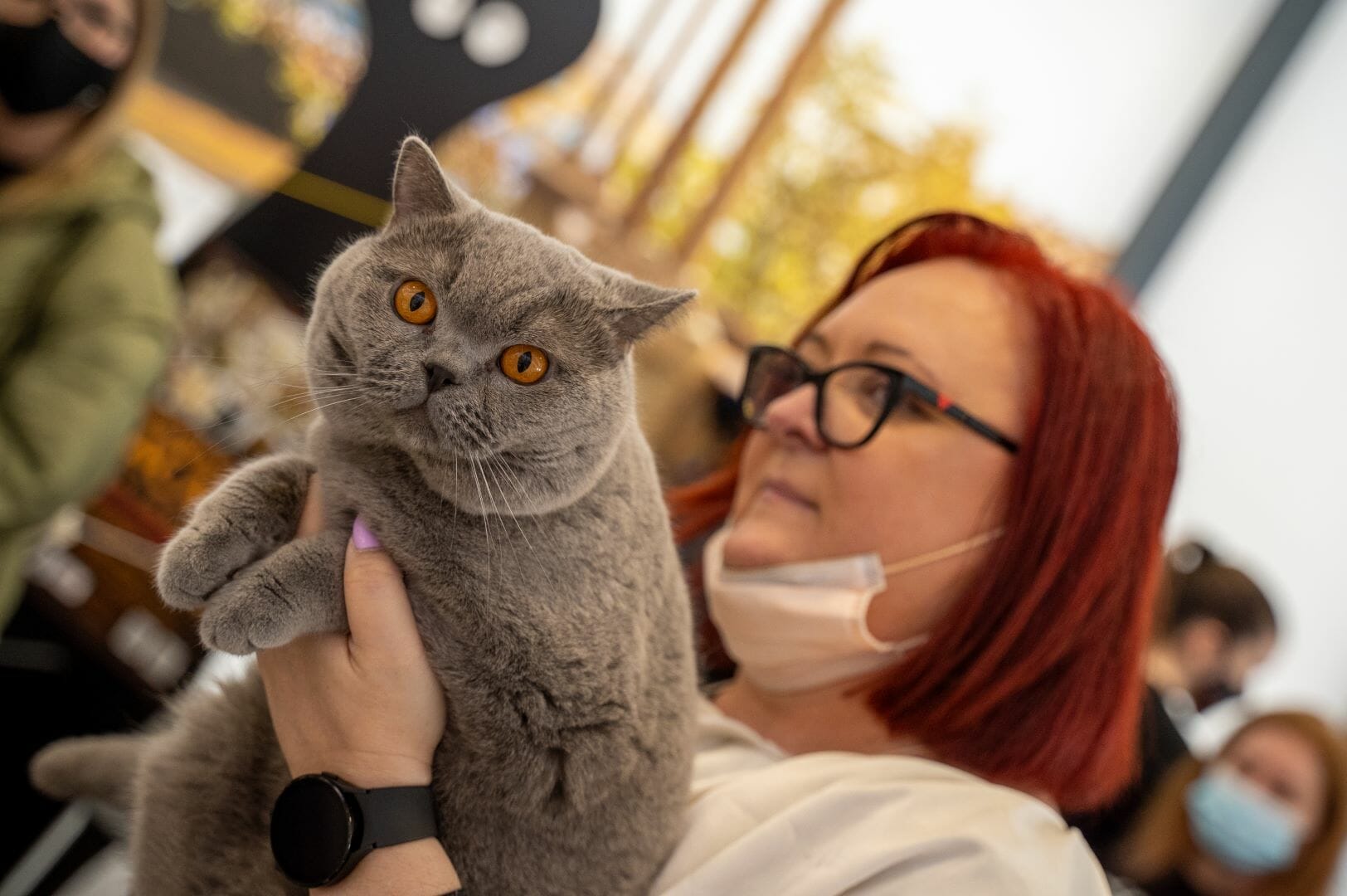 Feature image Uzgajivač mačaka na izložbi prezentira svoju mačku