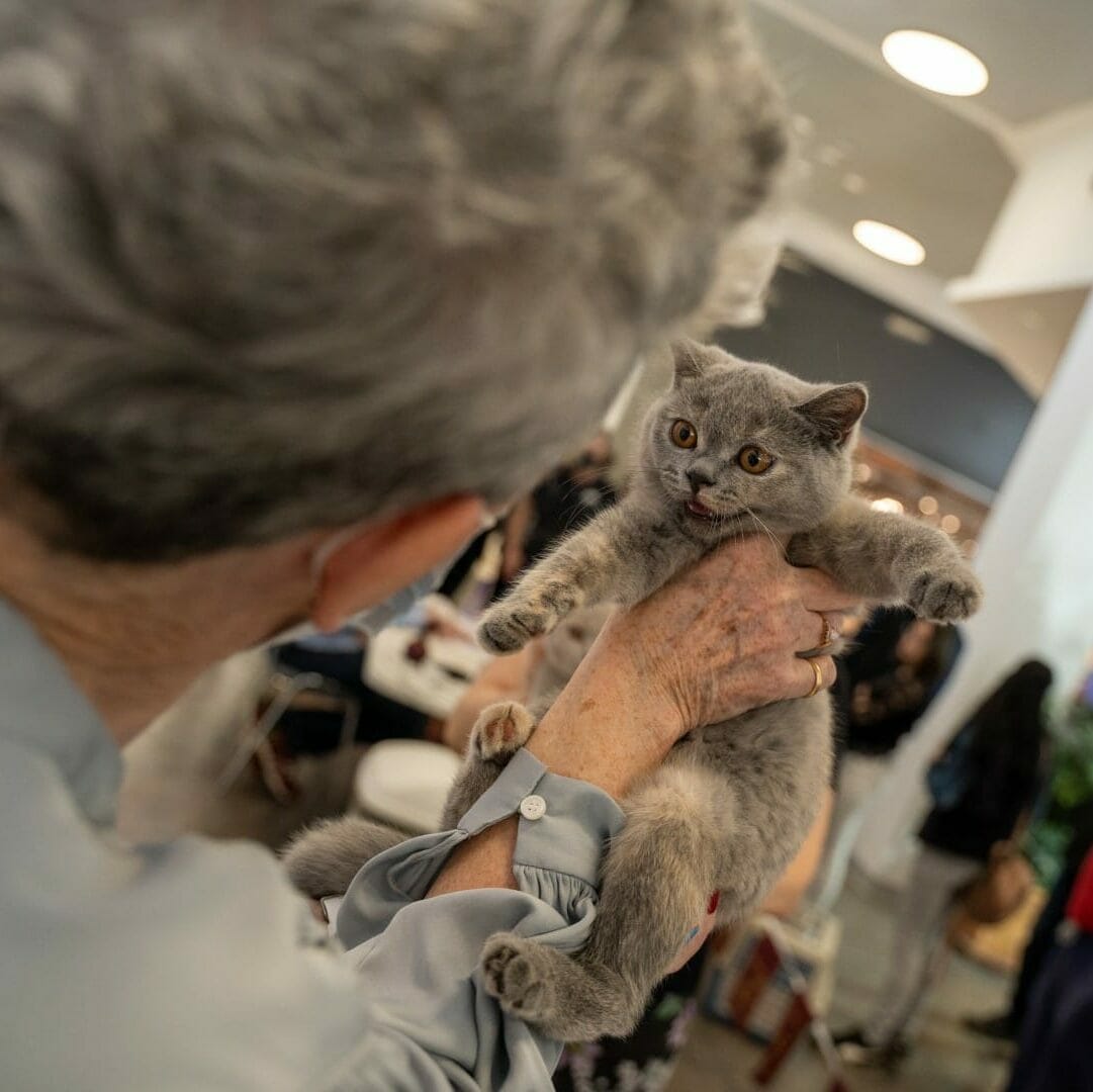 Dio izložbe mačaka